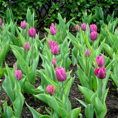 Spring Lavender Trophy Tulips - Spring Blooming Purple Flowers - 10 Bulbs - Attracts Butterflies, Bees & Hummingbirds