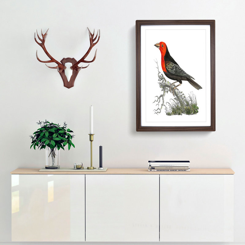 Abyssinian Plant-Cutter Bird by George Shaw - Picture Frame Painting, 60cm H x 40cm W x 2cm D, Walnut