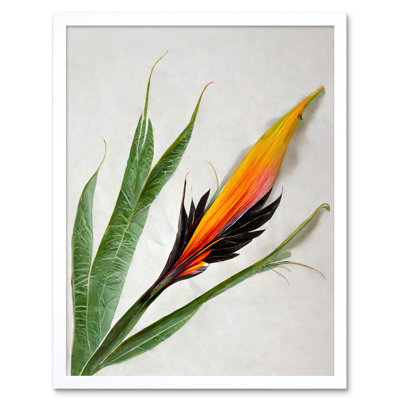 Bird Of Paradise Tropical Plant Flower Leaves - Print