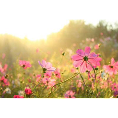 «Pink Cosmos At Sunrise» par Daizuoxin - photographie sur toile tendue