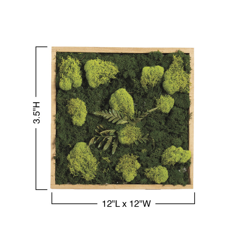 Moss Plant in Wood Freestanding