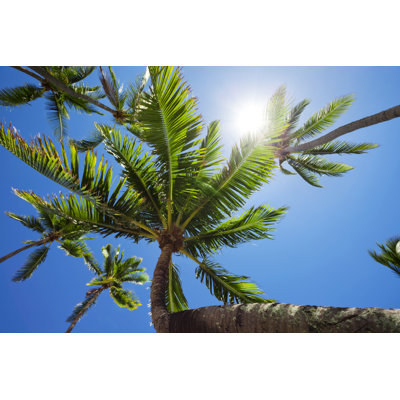 Tropical Palm Trees by Jhorrocks
