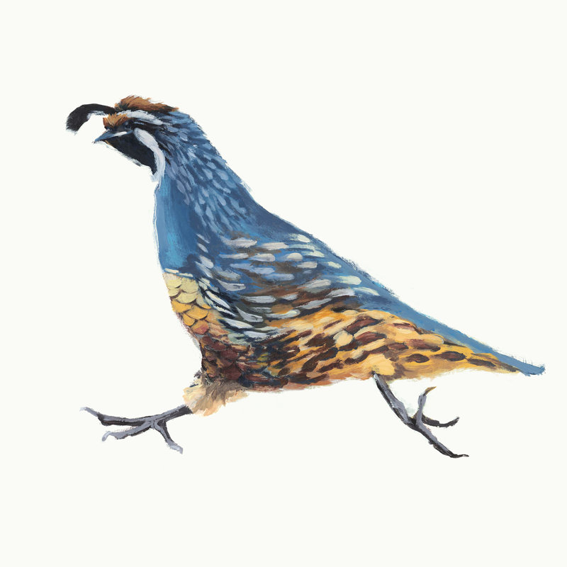 Running Quails II Painting by Fern Cassidy, 24" H x 24" W, Image Brush Gel