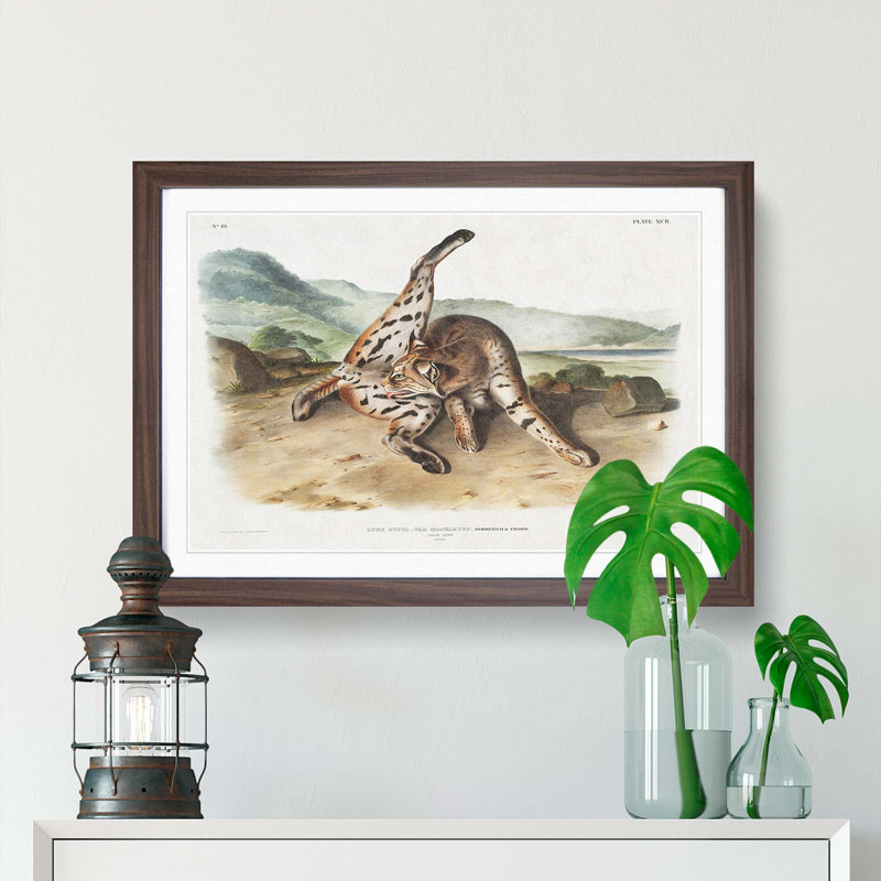 Texan Lynx by J.W. Audubon - Picture Frame Art Print, 27cm H x 36cm W x 2cm D, Walnut Framed
