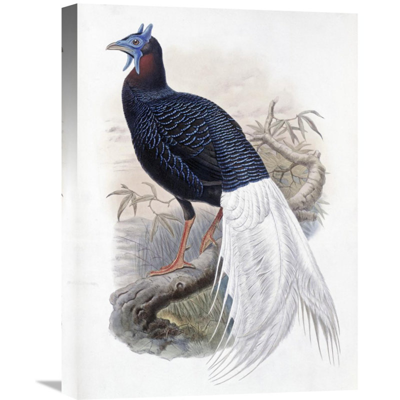 Bulwer's Pheasant Painting Print on Wrapped Canvas, 30" x 22"