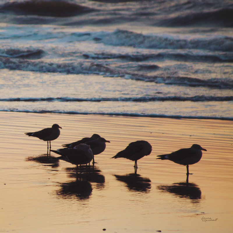 Kalaloch Birds II - impression sur toile tendue, H 20 po x l 20 po, Cadre simple blanc, Oui