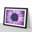 The Eye of a Purple Flower - Picture Frame Painting Print-56712388-56712387