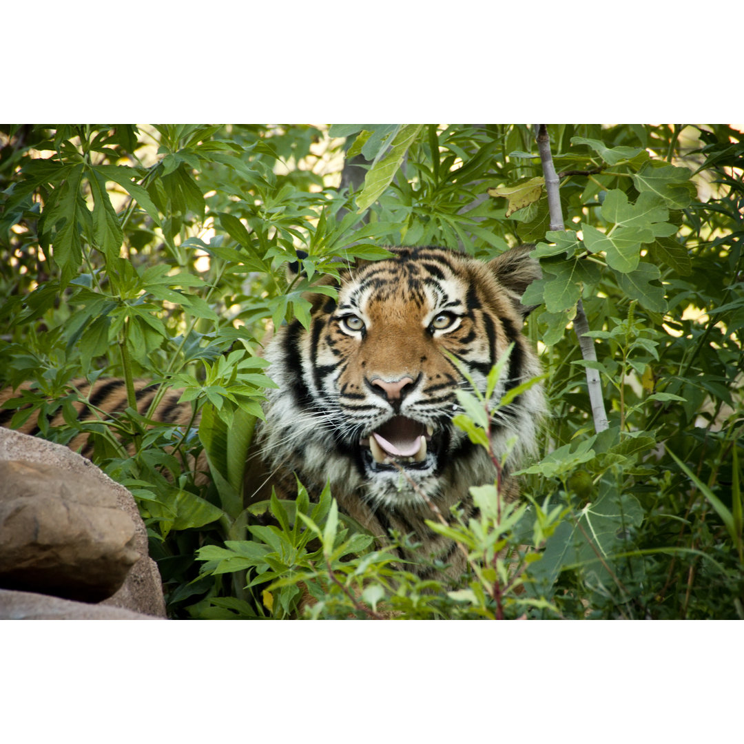 Stalking Malayan Tiger von Ricardoreitmeyer - Kunstdrucke auf Leinwand ohne Rahmen