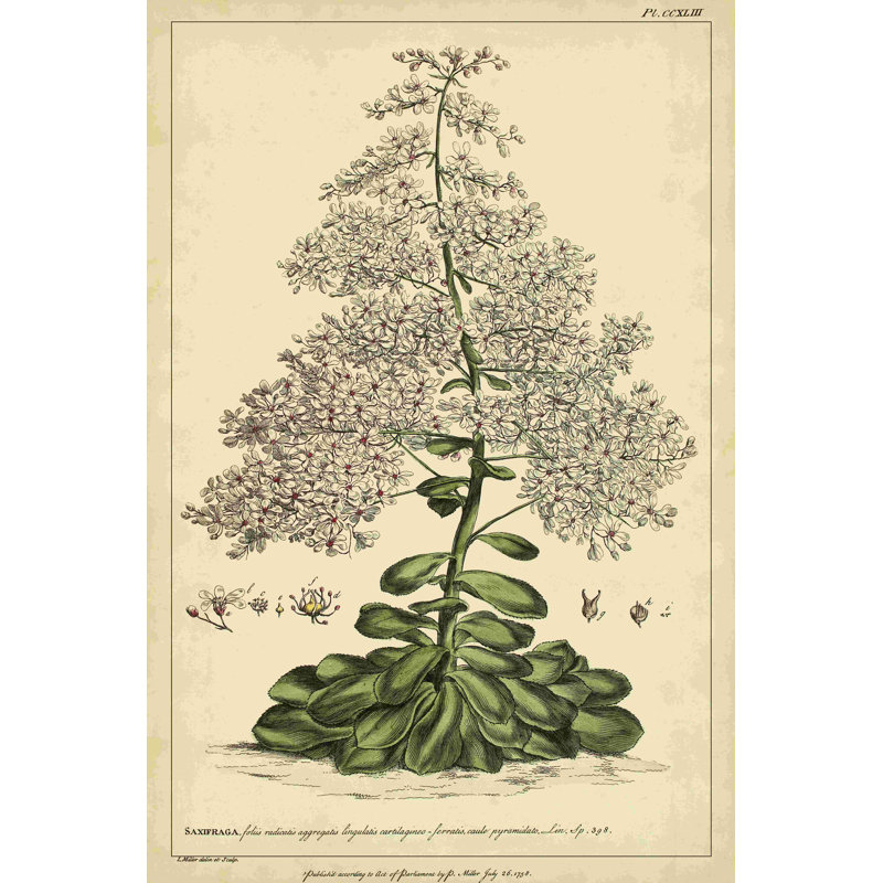 Saxifraga Pl. CCXL III, H 18 po x l 12 po
