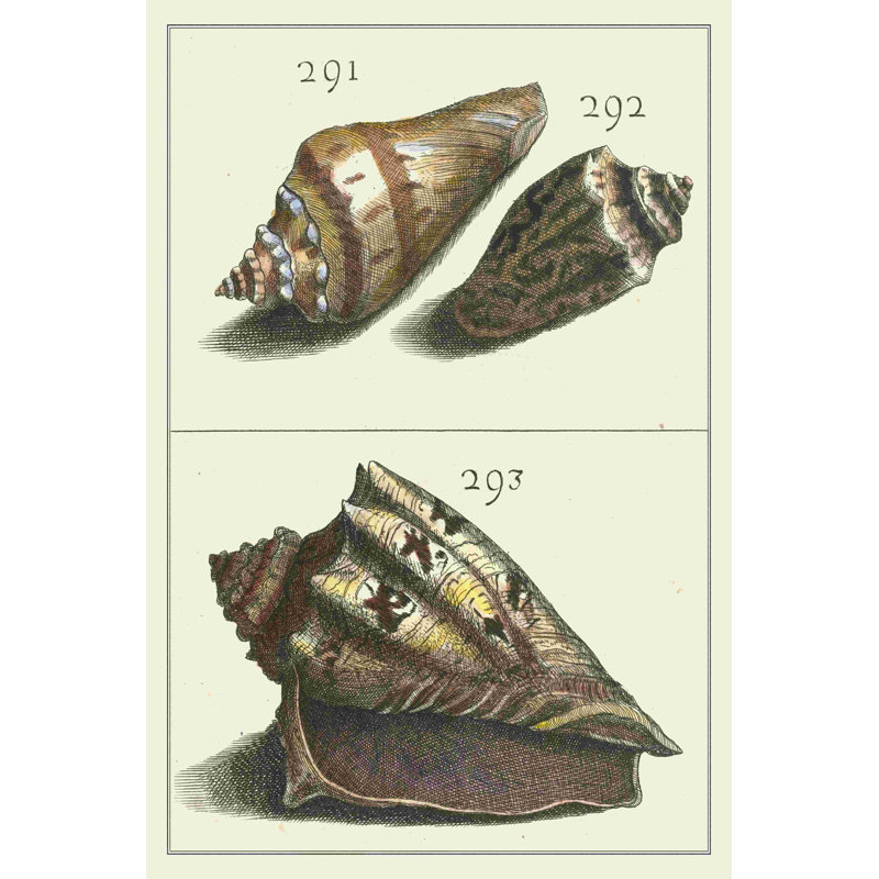 Coquillage Menagerie VI, H 18 po x l 12 po