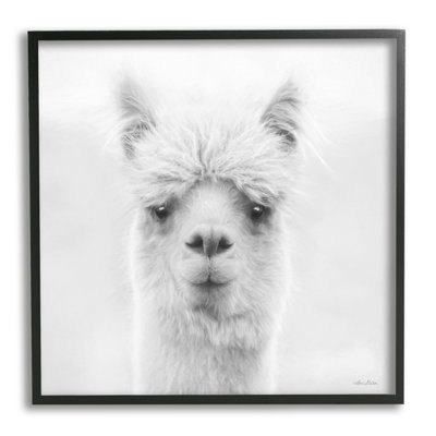 Alpaga, portrait d'un animal de ferme - photographie