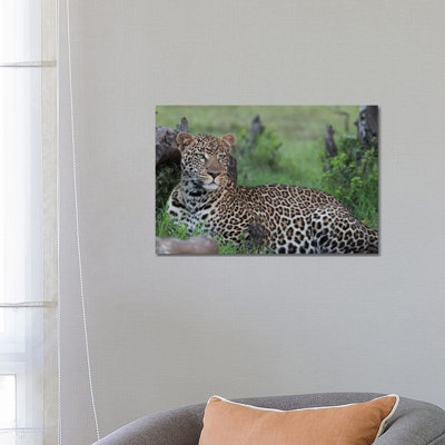 Africa, Kenya, Maasai Mara National Reserve Resting Leopard 1 Piece Wrapped Canvas Wall Art