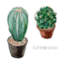 Haworthia Rufescens I - impression sur toile tendue-1634177972