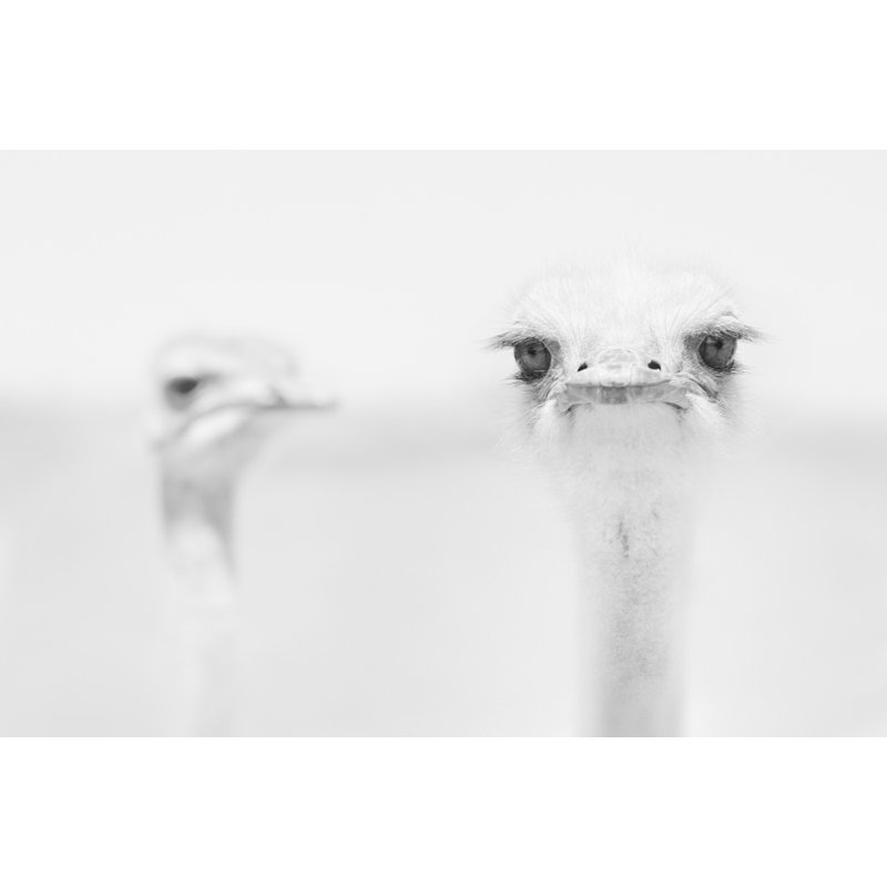 Wrapped Canvas Print, 76.2 cm H x 50.8 cm W