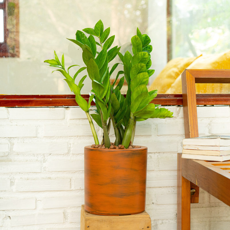 7.8 In. Self-Watering Abs Box - Dark Brown, Hand-Painted Gorgeous 8" Container Brilliance, Brown