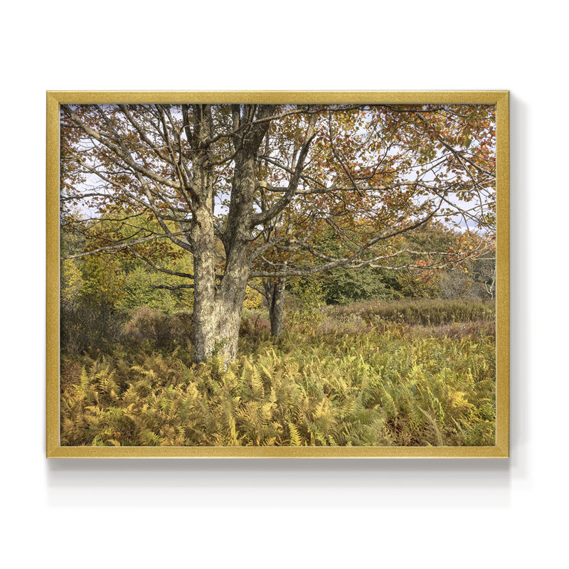 Érable et fougères - reproduction encadrée, H 8 po x l 10 po, Or