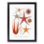 Selection of Starfish by Albert I - Picture Frame Painting Print-55619077-55619078