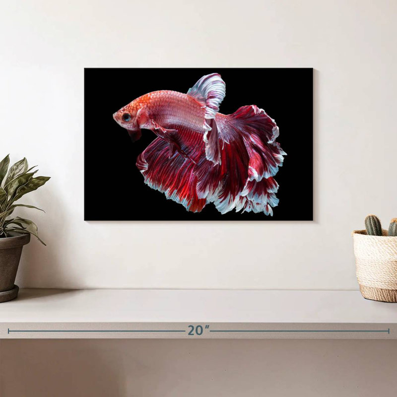 Red And White Betta Fish, 8" H x 12" W
