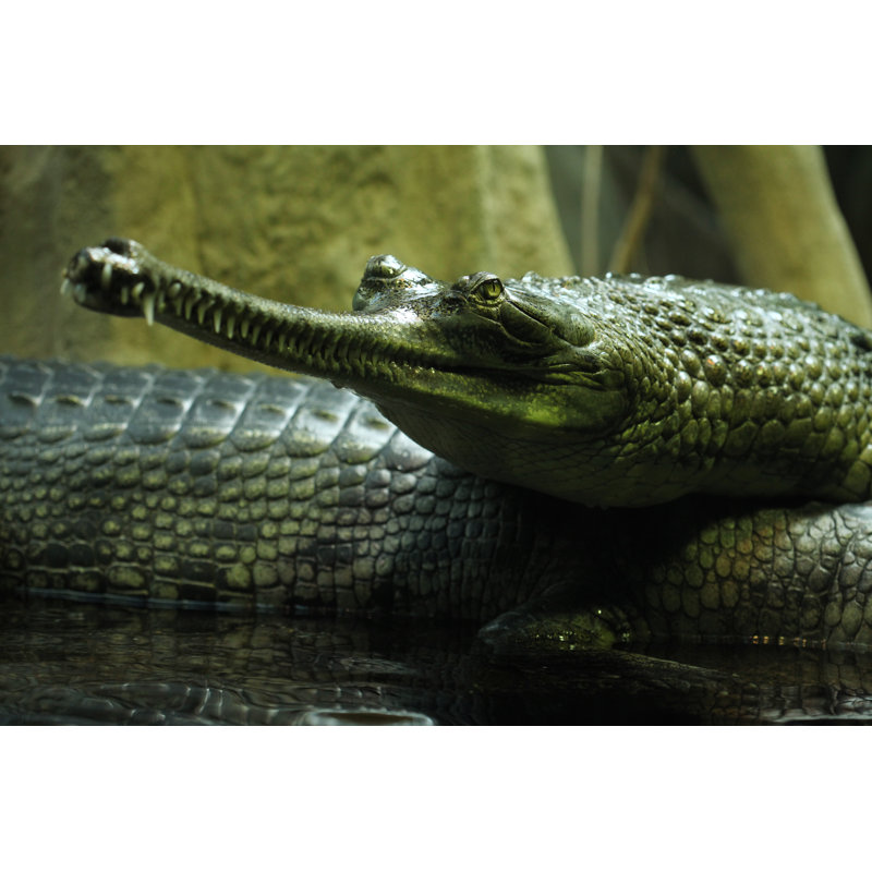 Closeup Of Gharial by Wrangel - Wrapped Canvas Print, 61cm H x 91cm W