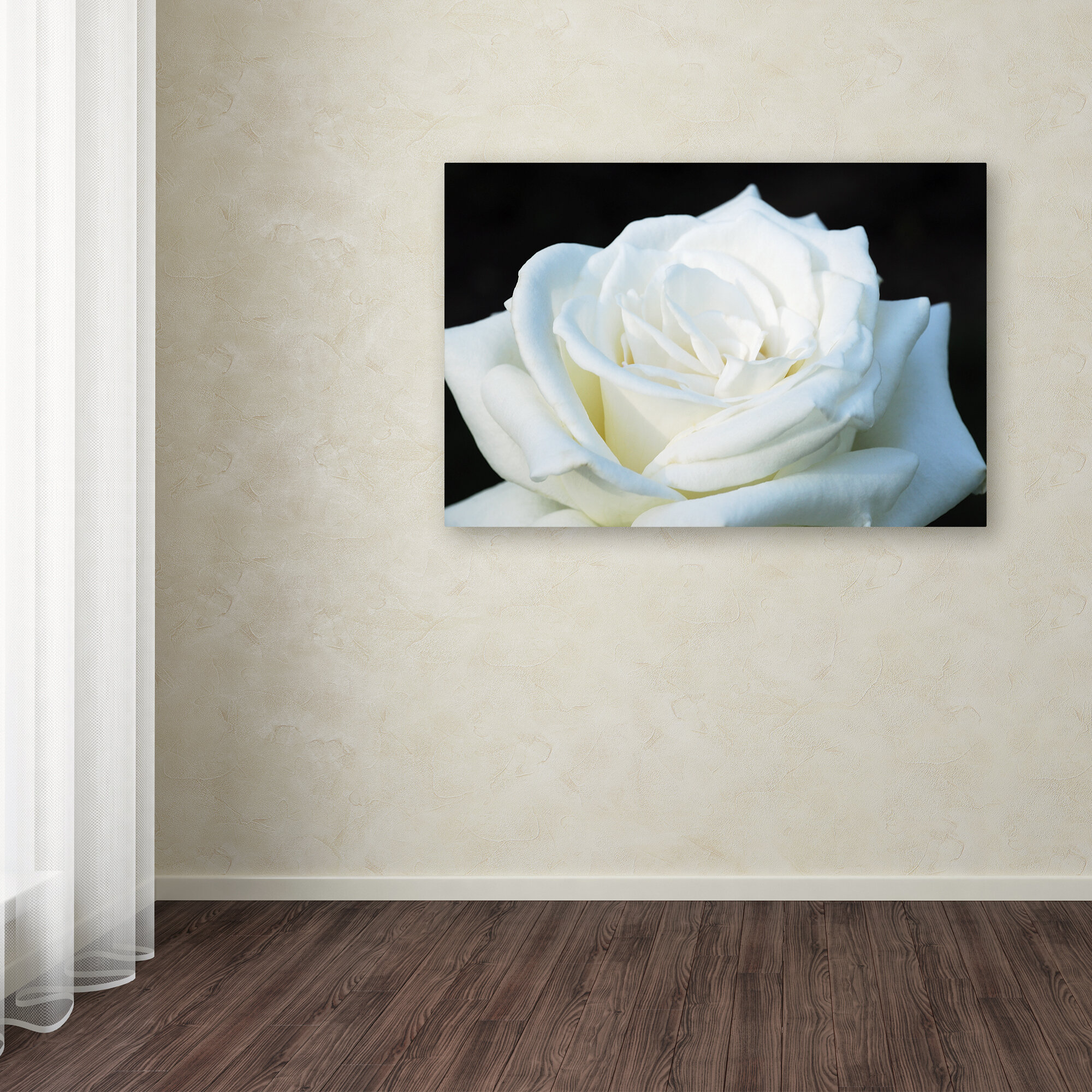 Trademark Art Kurt Shaffer White Rose II On Canvas by Kurt Shaffer ...