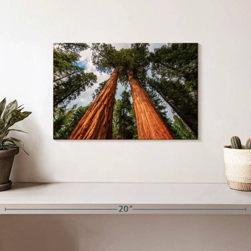 Harnek Amazing Giant Sequoias, 8" H x 12" W