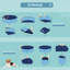 Plastic Foldable Dog Pool-1067801315-1067801314