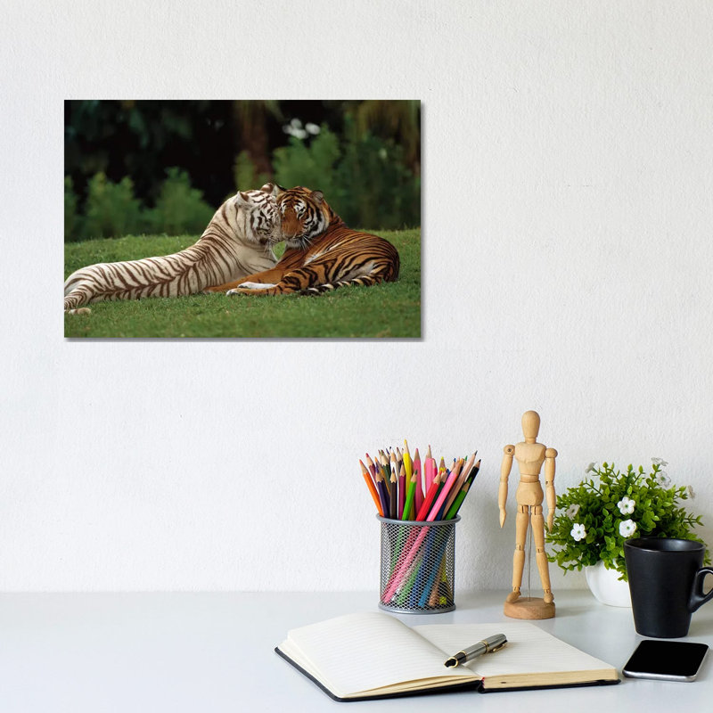 Bengal Tiger Affectionate Pair, One With Normal Coloration And The Other A Melanistic White Morph, India by Konrad Wothe - Wrapped Canvas Print