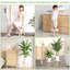 Paquet de 3 supports à plantes d'intérieur en bois-1064929917