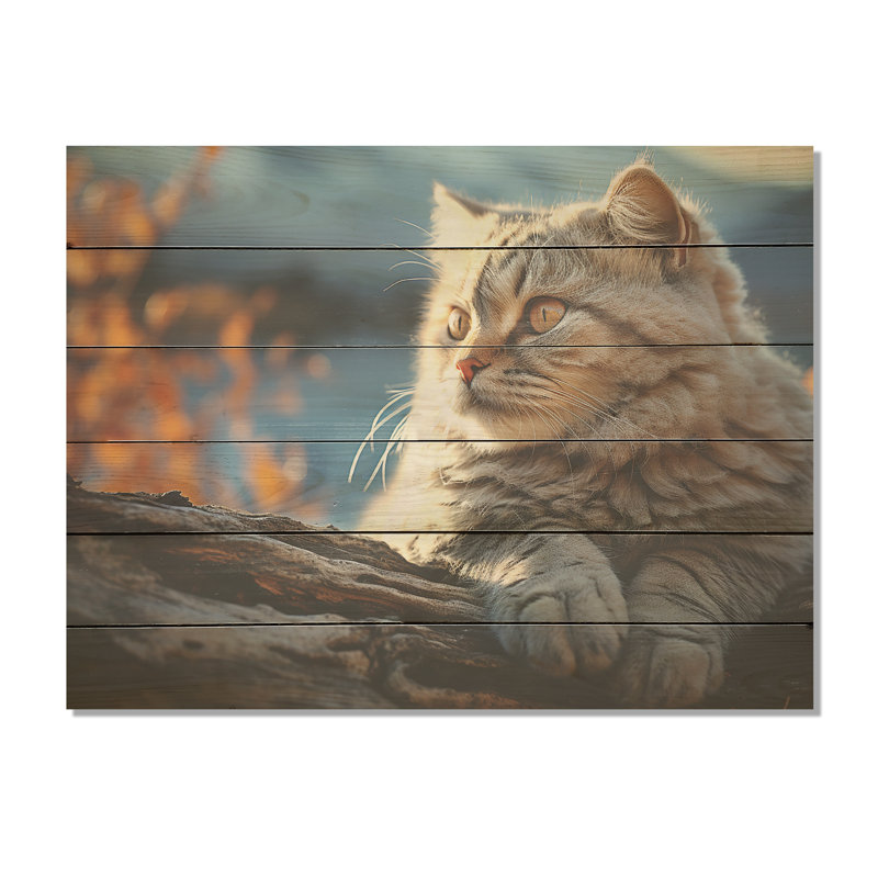 Chat, Scottish Fold Serenity - Art mural en bois sur bois de pin naturel, H 30 po x l 40 po