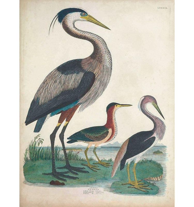 Art sur toile Alcott Hill® Inconnu, "Heron antique et oiseaux d'eau IV", H 18 po x l 15 po