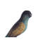 Hooded Parrot