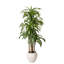 Arbre Dracaena de 8 pi Adcock-122512140
