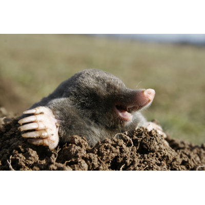 " Black Mole Hungry " by Tramper