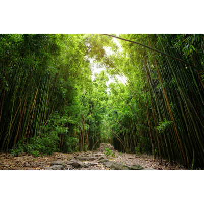 " Bamboo Forest, Hawaii " by Mnstudio