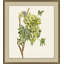 Vineyard Grapes Impression 3 Print by Nathan Turner