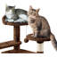 Meuble pour chat 57 "à plusieurs niveaux 57"-1789646220