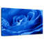 Harnek Dewy - rose bleue-108736082