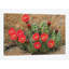 « claret cup cup fleuring », impression sur toile-30309279