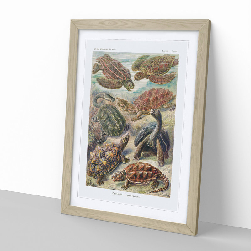 Turtles by Ernst Haeckel - Picture Frame Painting, Oak, 65cm H x 48cm W x 2cm D