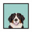 Bernese Mountain Dog, impression sur toile tendue-19741527-74750391-74750392