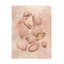 Art mural sur toile tendue - Décoration murale «Saltwater Shell Study I» Grace Popp pour le salon, la chambre à coucher ou le bureau - 24 x 32
