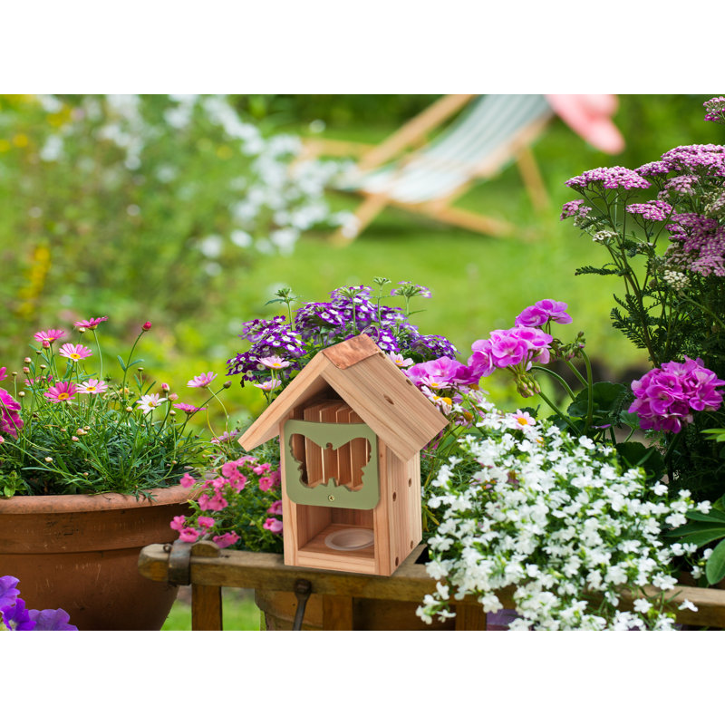 Nafni Mounted Butterfly House