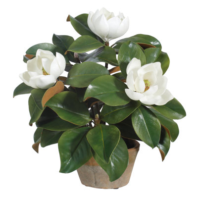 Arrangement floral de jardin magnolia en pot