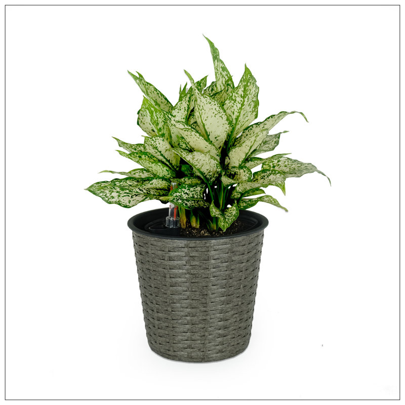 Shaian Pot Planter, 9.4" H x 10.2" W x 10.2" D, Gray