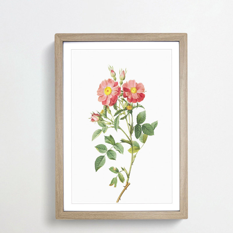Pink Queen Elizabeth's Sweetbriar Rose by Pierre-Joseph Redoute - Picture Frame Painting Print, 48cm H x 36cm W x 2cm D