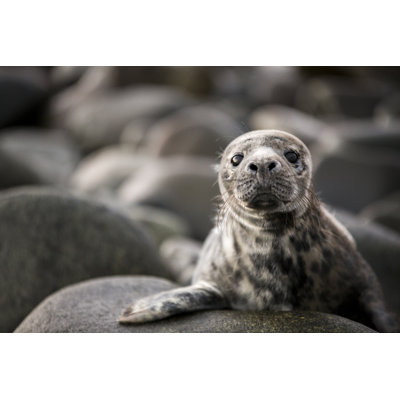 Grey Seal Pup by Matthew Hale - Wrapped Canvas Print
