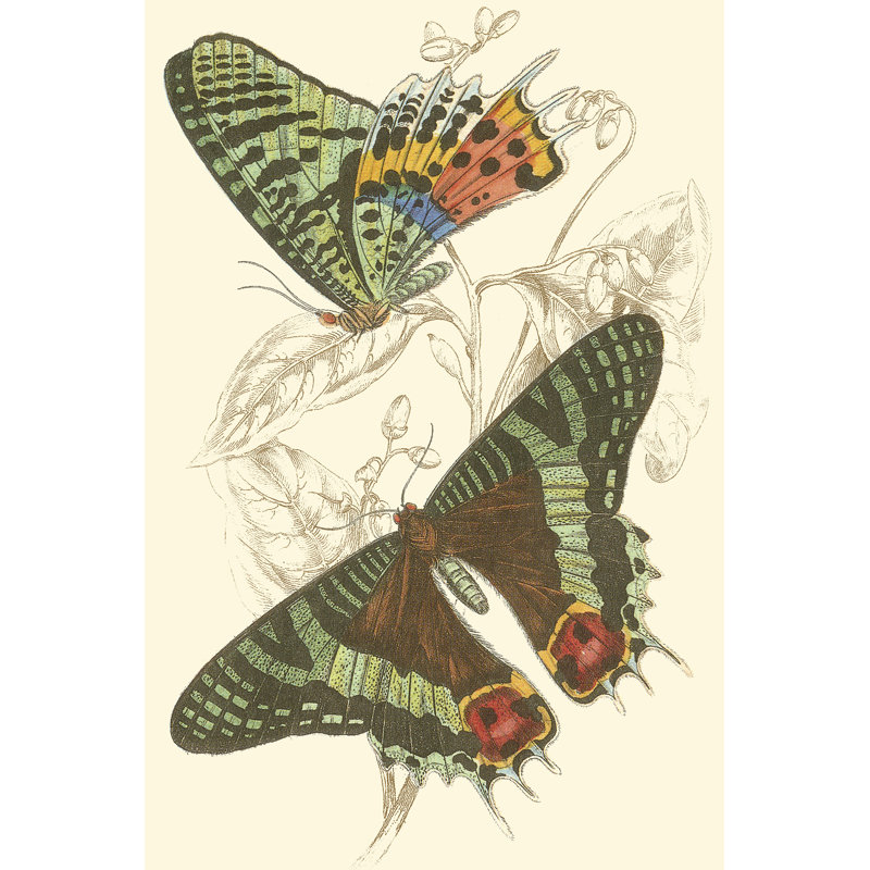 Jardine Butterflies IV, H 18 po x l 12 po x P 1 po