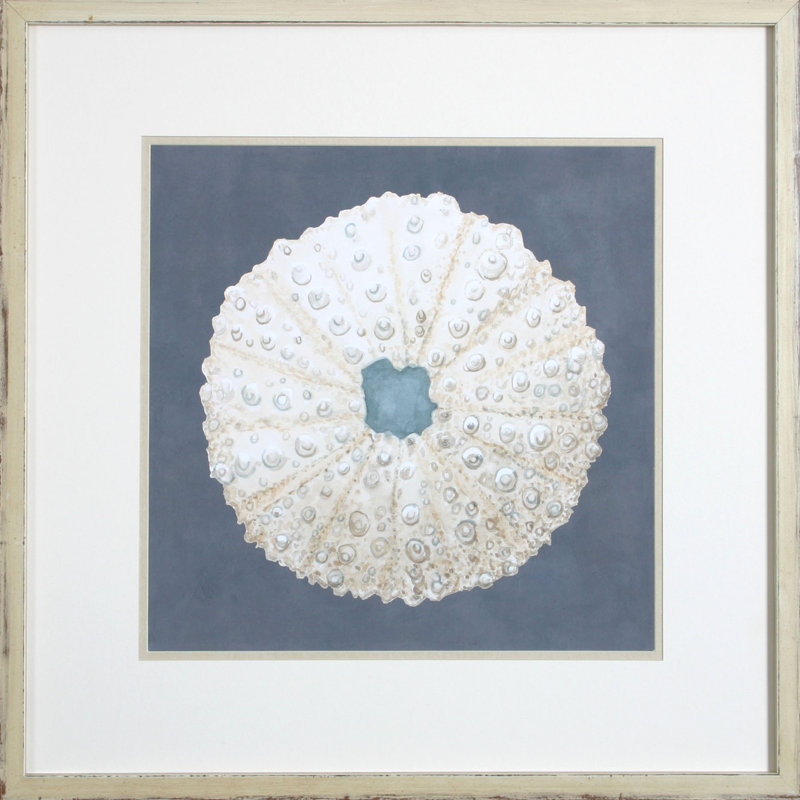 Shell On Slate VII Print by Meagher
