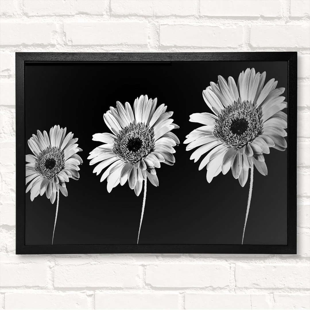 Gerahmtes Leinwandbild Gerbera Daisies Black And White