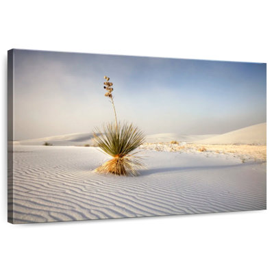 Alvord White Sands Palmella Plant